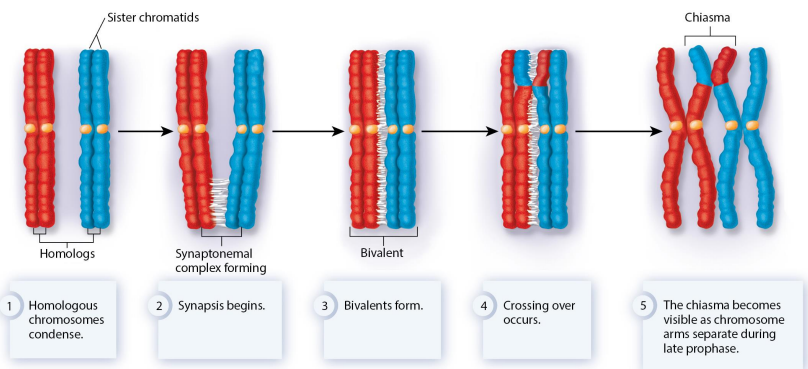 <p>- Meiosis enables shuffling of genetic alleles creating diverse combinations in daughter cells </p><p>- This genetic diversity can lead to more evolutionarily 'fit' individuals </p><p>- Sexual reproduction with gametes and zygotes is a key feature of eukaryotes</p>