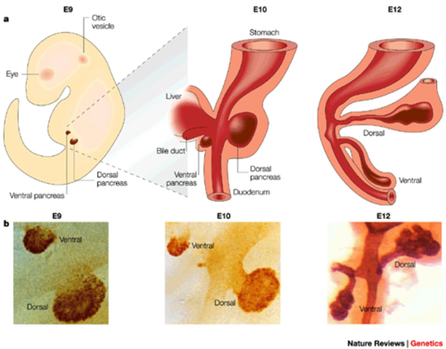 <p>Formation of organs from the three germ layers during weeks 3-8.</p>