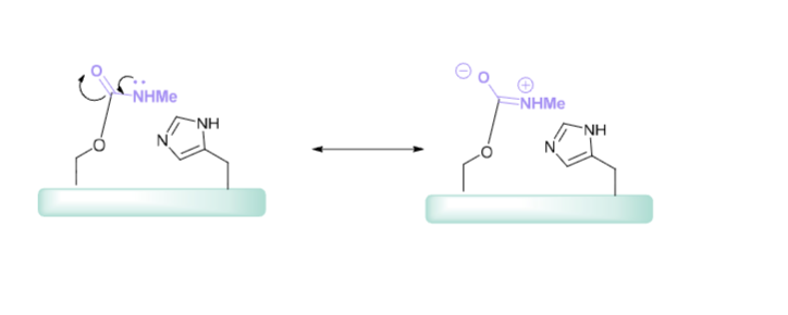 <ul><li><p>resonance stabilisation </p></li><li><p>Carbonyl is less electrophilic </p></li><li><p>regeneration by a nucleophile- water is more difficult </p></li></ul><p></p>