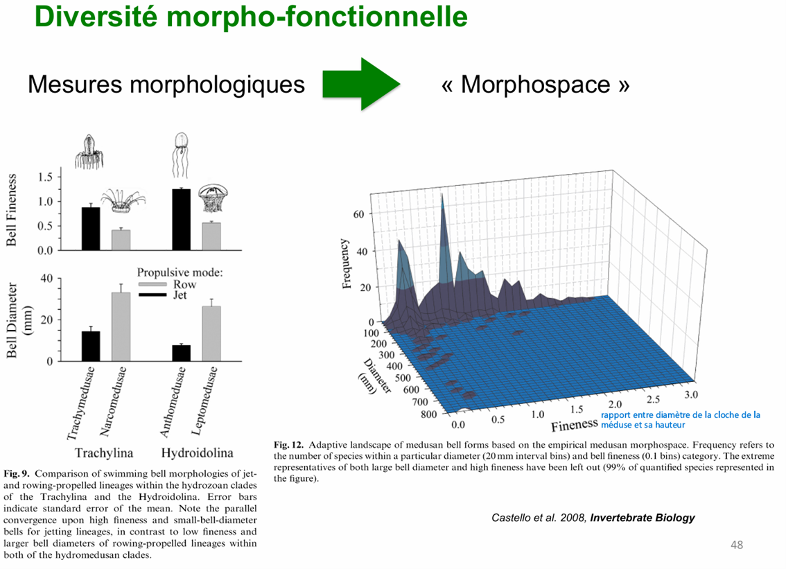 <p>Un morpho-espace est une représentation abstraite dans laquelle les espèces sont positionnées selon leurs caractéristiques morphologiques ou fonctionnelles. Chaque axe du graphique correspond à un trait mesuré (par exemple taille, forme, angle, rapport de dimensions). Ce type d’outil permet de visualiser la variété des formes existantes dans un groupe biologique et de mesurer leur disparité.</p><p>Le morpho-espace permet d’aller au-delà du simple comptage des espèces en analysant la diversité des formes réellement présentes dans un groupe. Il permet de distinguer les formes effectivement réalisées des formes seulement théoriquement possibles.</p>