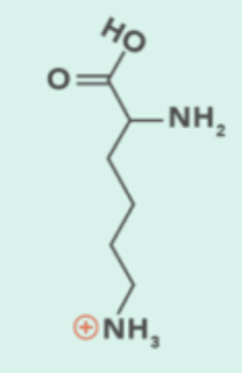 <p>Code: K, Side Chain Group: Electrically Charged (positive/basic)</p>