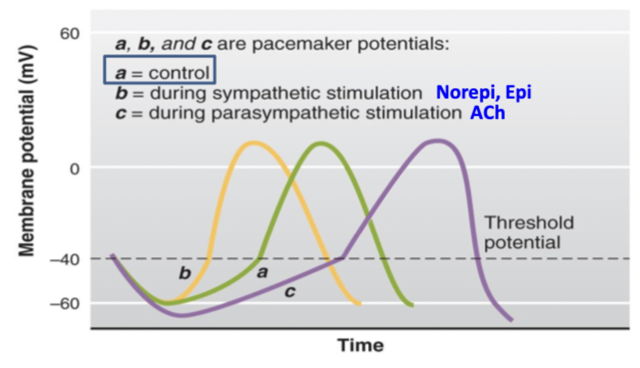 <p>↑ Funny Na current, ↑ T-type Ca current, same K current</p><p>Gets potential to threshold sooner</p>