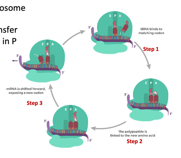 <p>Structure</p><ul><li><p>has an anticodon (3 bases) on one end and the opposite ends to the corresponding amino acid</p></li><li><p>the anticodon end pairs with the mRNA codon that is complementary</p><ul><li><p>ex: codon AUA bonds with anticodon UAU</p></li></ul></li></ul><p>Function</p><ul><li><p>tRNA binds codon on A site of ribosome</p></li><li><p>ribosomal enzymes attach polypeptide chain from tRNA in P site to the A site where the amino acid of tRNA is attached</p></li><li><p>ribosome displaces tRNA</p><ul><li><p>A site moves to P site</p></li><li><p>P site moves to E site</p></li><li><p>E site is ejected from ribosome</p></li></ul></li></ul><p></p>