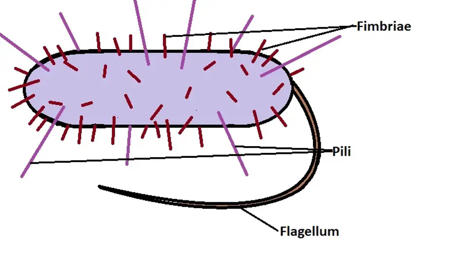 <p>Structure &amp; function of pili and fimbriae?</p>