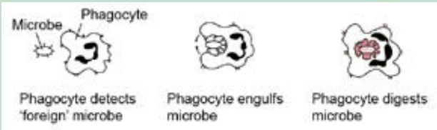 <p>white blood cells called phagocytes kill invading microbes in a process called phagocytosis.</p>