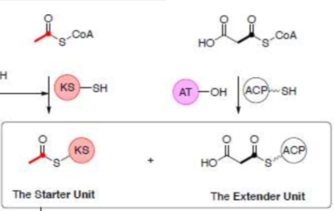 <p>Acetyl CoA → starter unit  and Malonyl CoA → Extender unit</p><p></p>
