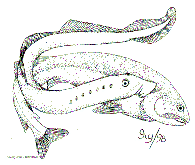 <p>Agnatha</p>