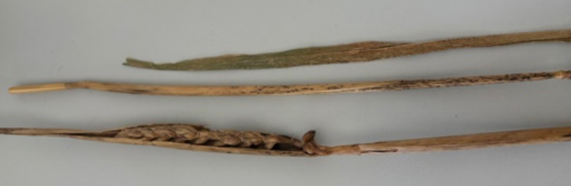 <p>Puccinia graminis - žitna progasta rja (rod Puccinia) </p>