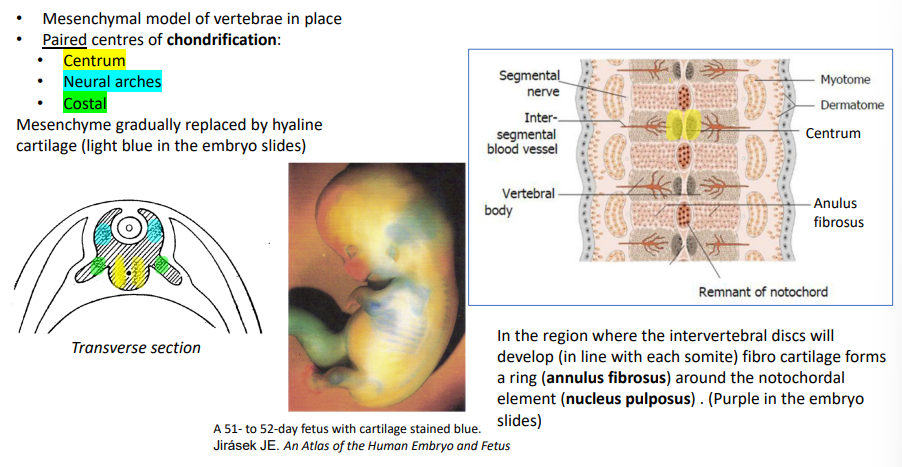 <ol><li><p>Mesenchymal model of vertebrae is in place</p></li><li><p>3 paired centres of chondrification form: centrum, neural arches and costal.</p></li><li><p>Mesenchyme is gradually replaced by hyaline cartilage</p></li><li><p>In the region where the intervertebral discs will develop, fibro cartilage forms a ring (annulus fibrosus) around the notochordal element (nucleus pulposus) .</p></li></ol><p></p>
