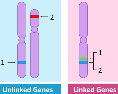 <ul><li><p>Genes located on the same chromosome</p></li><li><p>Genes close toegtehr tend to be inherited toegther</p></li><li><p>They DONT assort independently during meiosis</p></li></ul><p></p>