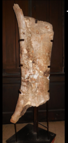 <ul><li><p>upper cretaceous </p></li><li><p>argentina </p></li></ul><p></p>