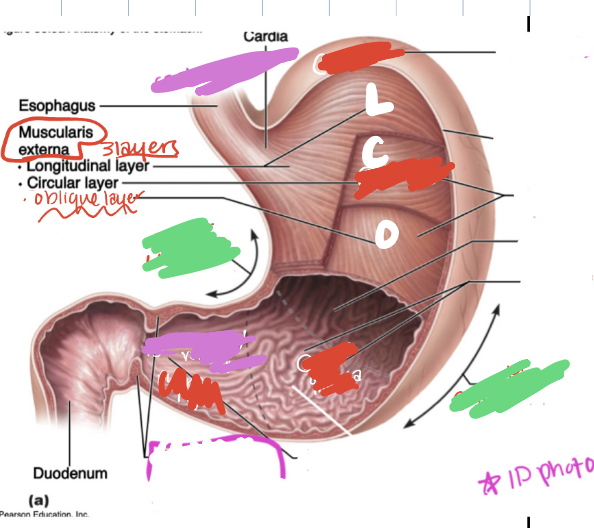<p>STTOMACH ID **</p>