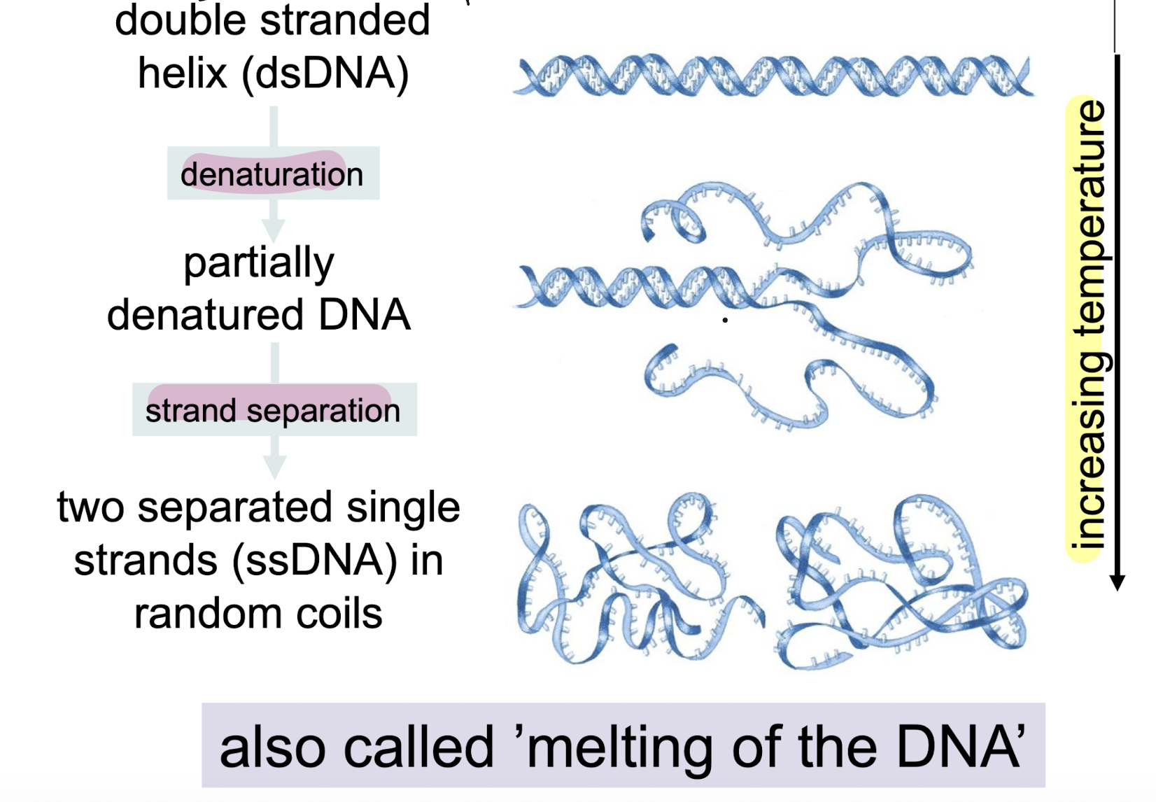 <ol><li><p>Double stranded DNA undergoes denaturation with sufficient temperature, transforming it to partially denatured DNA (some ss, some ds)</p></li><li><p>As temperature increases and all non-covalent bonds are denatured, the DNA undergoes strand separation, transforming it to two separated ssDNA coils</p></li></ol><p></p>