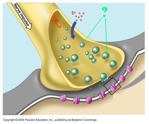 <p>Identify the indicated part of a synapse</p>