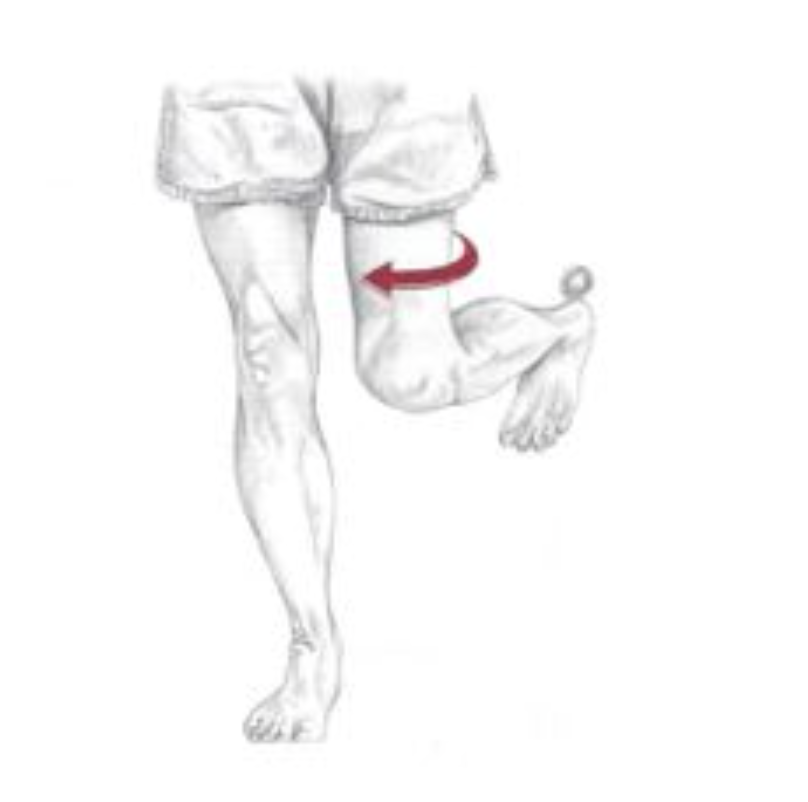 <p><span>Which of the following are the synergists of the motion depicted below? Select all that apply.</span></p>