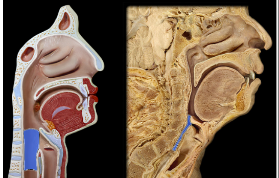 <p><span>Laryngopharynx</span></p>