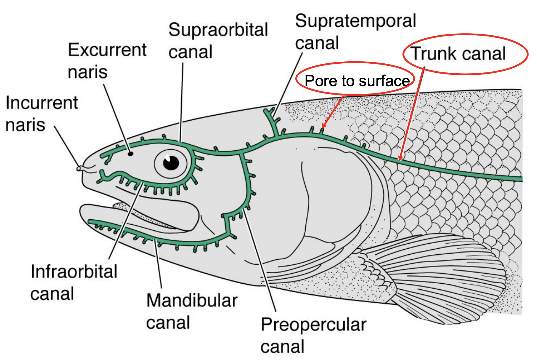<p>pore to canal</p><p>and Trunk canal</p>