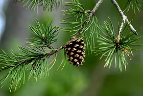 <ul><li><p>500-600 of “evergreens” like pines, fires, larches, spruce, etc.</p></li><li><p>Tallest = redwood around 372 feet</p></li><li><p>Oldest = bristlecone pine around 4,900 years</p></li><li><p>Most massive = sequoia around 102.6 feet circumference at the base</p></li><li><p>Characteristics are: cuticles, stomata, sporophyte leaves, megaphyll leaves, xylem/phloem, tracheids, sporophyte dominance, pollen tubes, and seeds</p></li></ul><p></p>