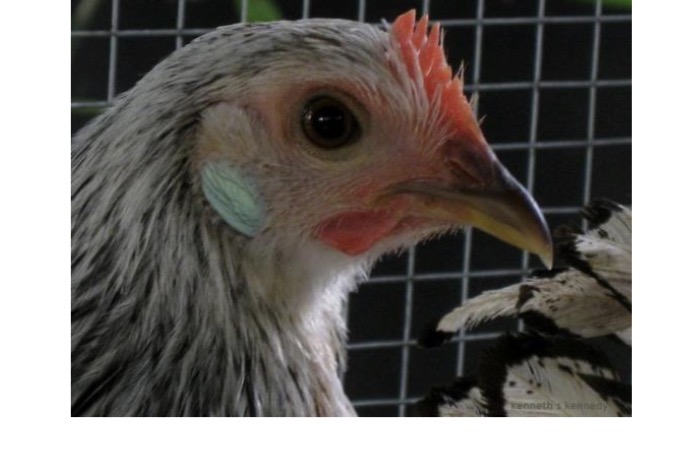 <p>White earlobe; acceptable in WL</p>