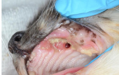 <p>This aggressive locally infiltrative tumor is typically caused by chronic exposure to toxins like pollution, tobacco smoke, and radiation exposure. Masses are typically red, friable, and vascular OR may simply present as ulceration. Rads = destructive, osteolysis of underlying bones with moth eaten lucency</p>