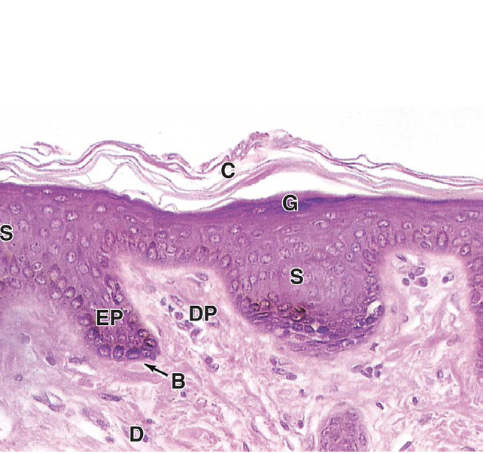 <p>identify tissue type and what it shows.</p>