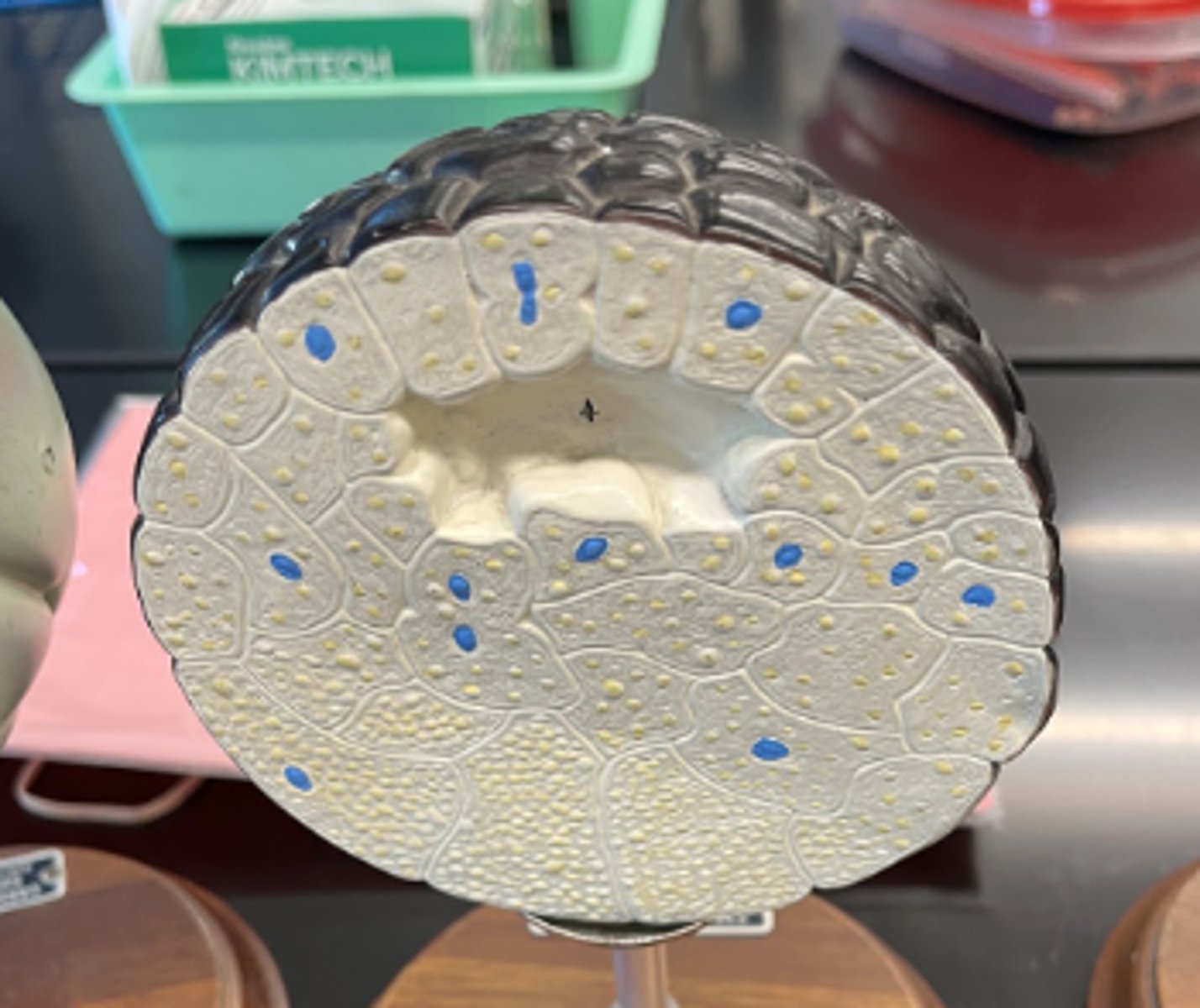 <p>• solid ball of cells</p><p>• blastocoel begins to form</p>
