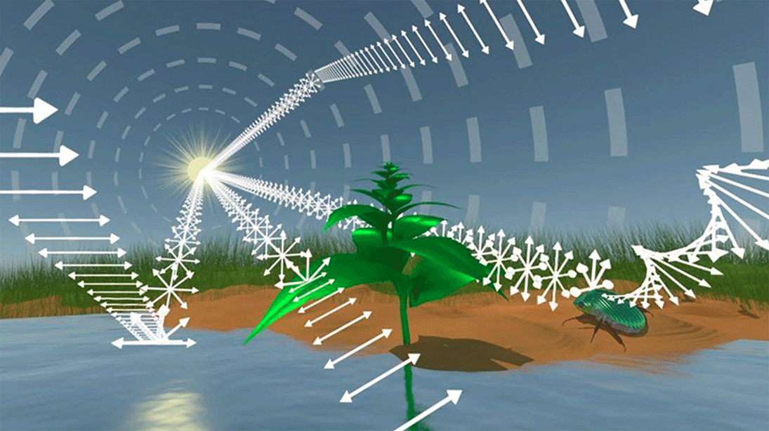 <p>Orientation cues</p>