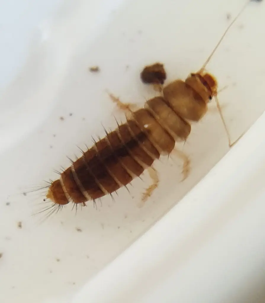 <p>Larva aquatic, adult terrestrial; larva distinct but compare with Elmidae larvae</p>