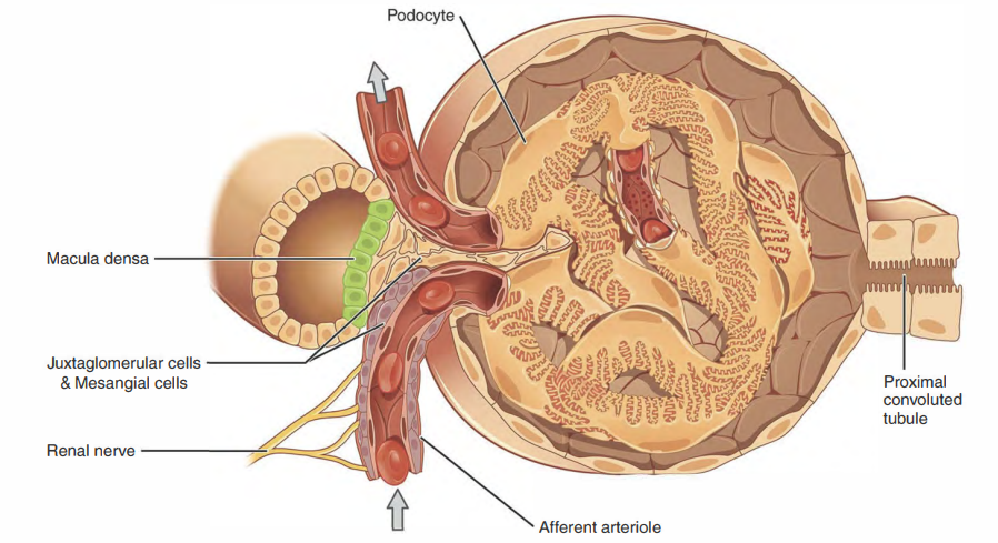 <p>Answer: Densely packed specialized cells in the wall of the distal convoluted tubule.</p><p>Extra Information:</p><ul><li><p>They are part of the juxtaglomerular apparatus.</p></li></ul><p></p>