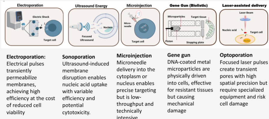 <ul><li><p>electroporation</p></li><li><p>sonoporation</p></li><li><p>microinjection</p></li><li><p>gene gun</p></li><li><p>optoporation</p></li></ul><p></p>