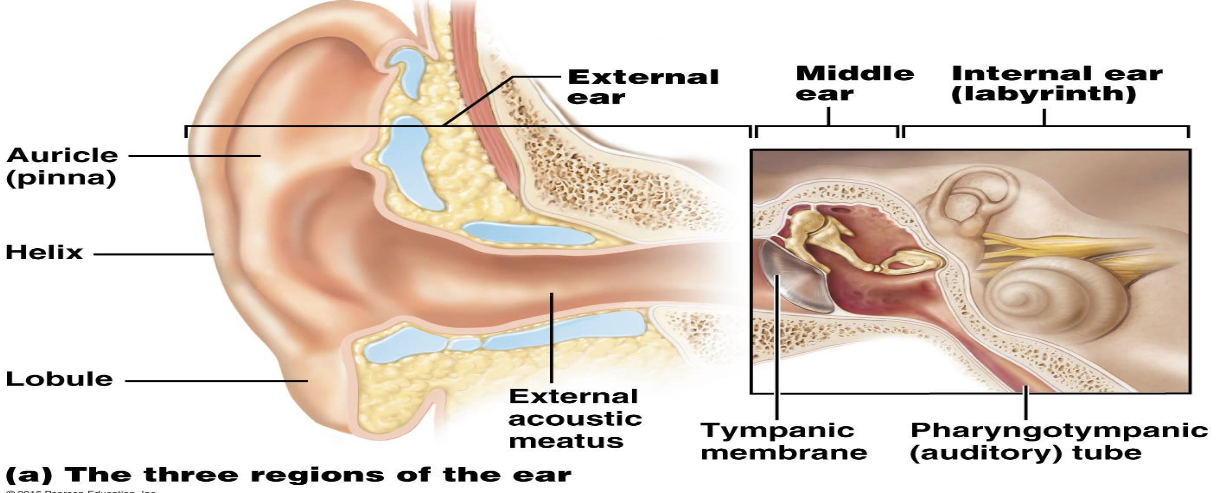 <ol><li><p>What is the external acoustic meatus?</p></li><li><p>What glands line the external acoustic meatus?</p></li></ol><p></p>