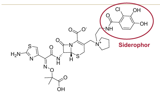 <p>Cephalosporine: </p>