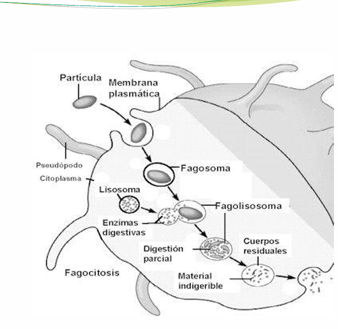 <p> Es un proceso altamente especializado y coordinado que realizan principalmente los neutrófilos y los macrófagos para ingerir y eliminar partículas mayores de 0.5 μm, como microbios y células muertas.</p>
