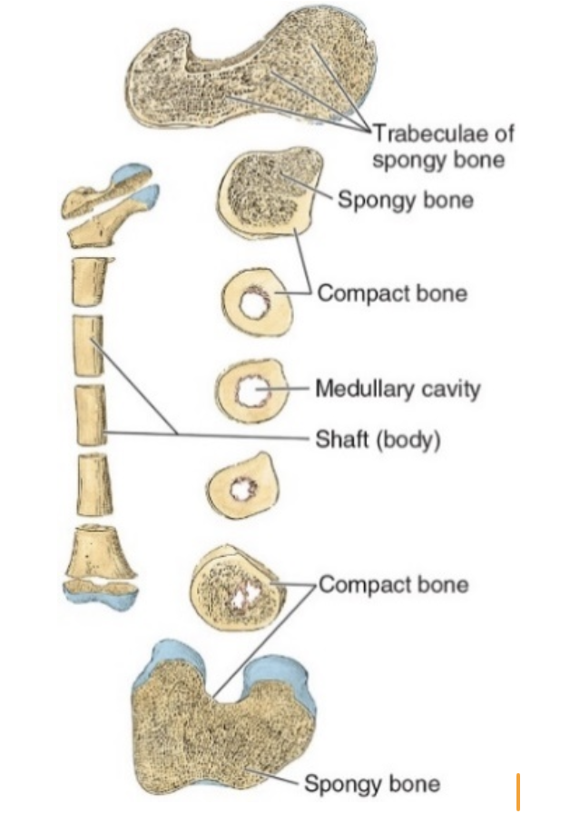 <ul><li><p>Vary with respect to their amount of solid matter and the number and size of marrow spaces they contain</p></li><li><p>Compact bone appears as a solid mass</p></li><li><p>Trabecular bone consists of a network of bony spicules or trabeculae delimiting spaces occupied by bone marrow</p></li><li><p>All bones have a superficial thin layer of compact bone around a central mass of trabecular bone, except where the latter is replaced by a large marrow cavity</p></li><li><p>Due to its density, compact bone is readily observable in conventional radiographic images</p></li></ul><p></p>