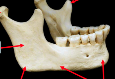 <p>ENTIRE bone</p>