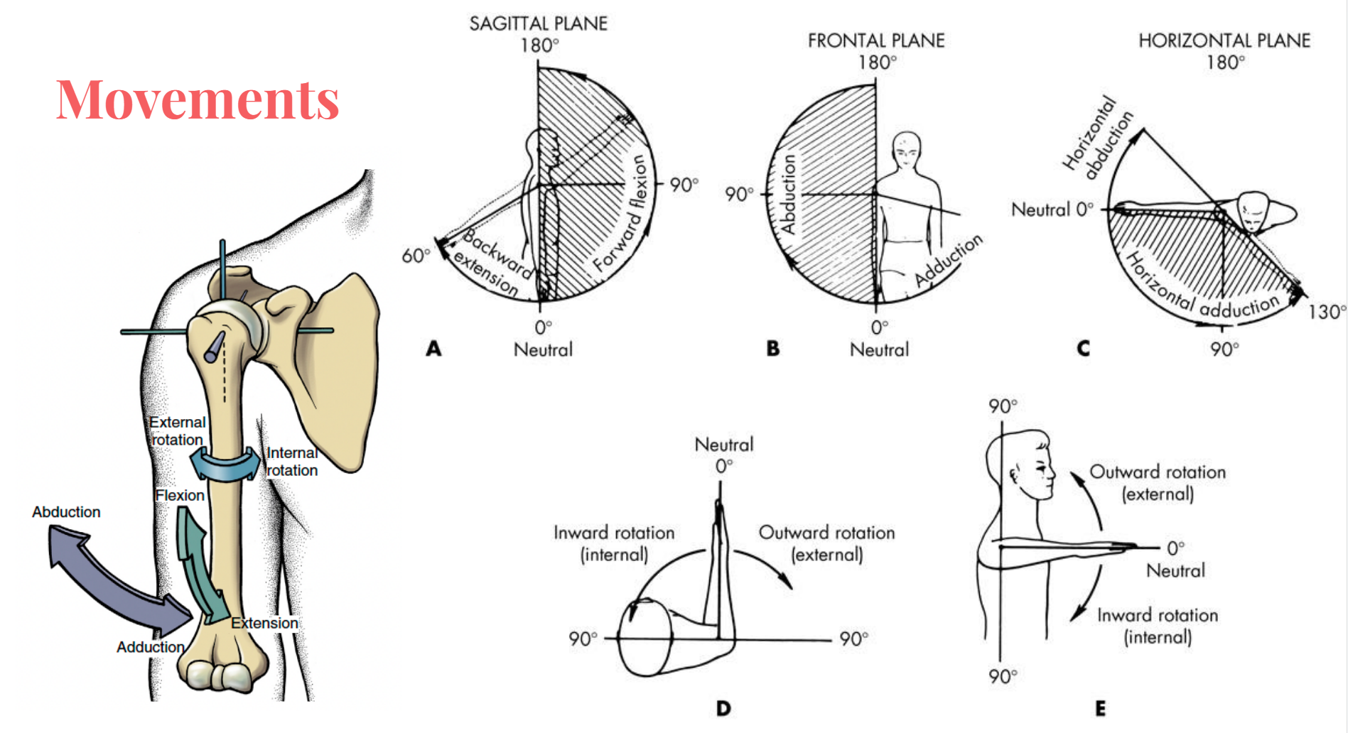 <p>sagittal plane: (forward) flexion and (backward) extension</p><p>frontal plane: adduction and abduction</p><p>transverse plane: horizontal adduction and horizontal abduction </p><p>transverse plane: outward rotation (external) and inward rotation (internal) </p>