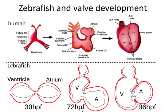 <ul><li><p>Endothelial cilia are present during angiogenesis and deflected by low flow forces</p></li><li><p>Cilia deflection leads to endothelial calcium increase as flow forces increase</p></li></ul><p></p>
