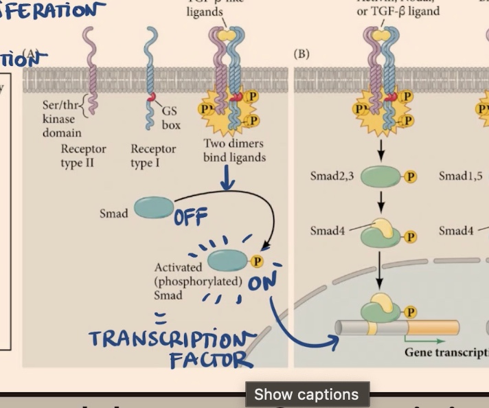 <p>nucleus, genes → the promotors and promote transcription or repress the expression of certain genes </p>