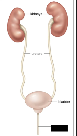 <p><span style="background-color: transparent;">Carries urine from the bladder out the body.</span></p>