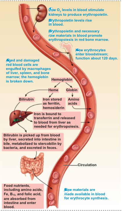<p>to engulf dying red blood cells, separate heme and globin, and recycle reusable parts</p>