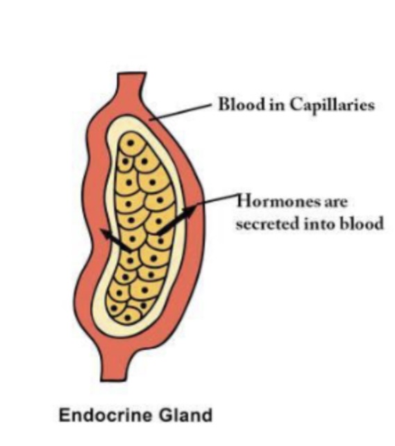 <ul><li><p>Produce hormone</p></li><li><p>Lacks ducts</p></li><li><p>secretes directly into blood </p></li></ul><p></p>