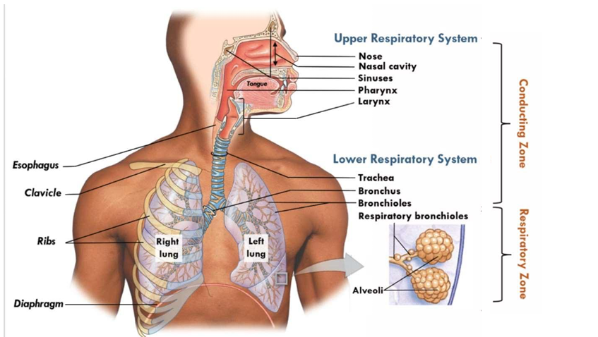 trachea, bronchi, bronchioles, respiratory bronchioles, lungs