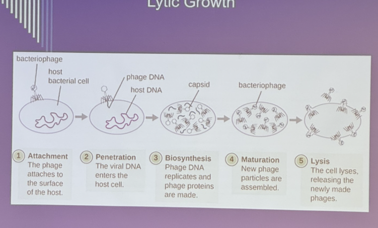 <ol><li><p class="MsoNormal">attachment - phage attaches to host cell wall</p></li><li><p class="MsoNormal">penetration - penetrates cell via phage lysozyme and injects DNA</p></li><li><p class="MsoNormal">Biosynthesis - phage DNA directs synthesis of viral components by host cell (eclipse period)</p></li><li><p class="MsoNormal">maturation - components assembled into virions</p></li><li><p class="MsoNormal">release - cell lyses (phage lysozyme) and virions released </p></li></ol><p></p>