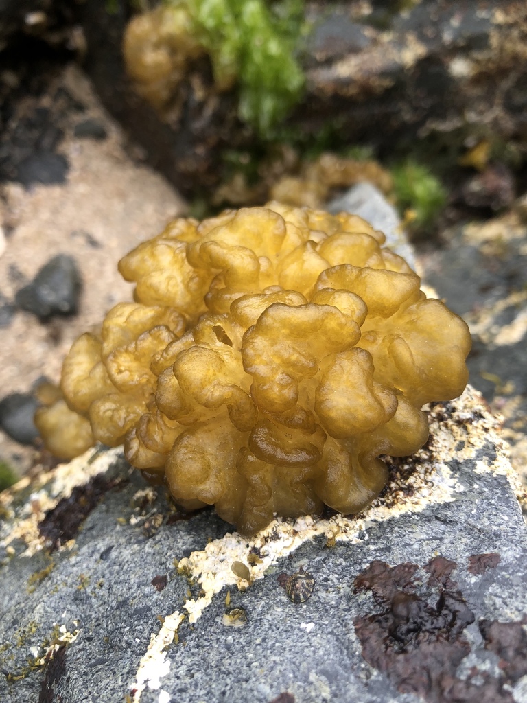 <p>Sea Cauliflower</p>