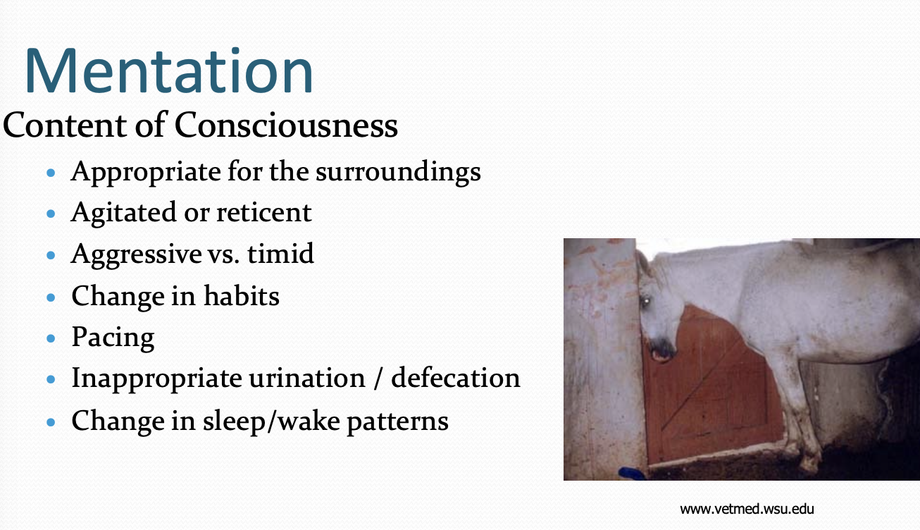<p>- Appropriate for surroundings</p><p>- Agitated or reticent (reserved)</p><p>- Aggressive vs. timid</p><p>- Changes in habits</p><p>- Pacing</p><p>- Inappropriate urination/defecation</p><p>- Changes in sleep/wake patterns</p>