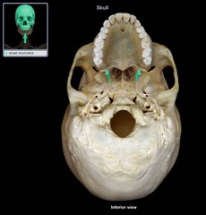 <p>name osseous structure</p>
