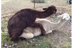 <p>What is the term for what a female camelid does when waiting for the male to mount? To avoid trauma to the penis, you should tie the female when she is doing this.</p>