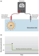 <p>The resting membrane potential is the electrical potential difference across the plasma membrane of a resting neuron.</p>