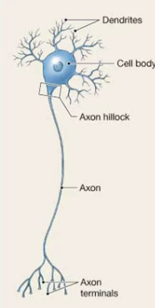<p>Multipolar Neuron</p>