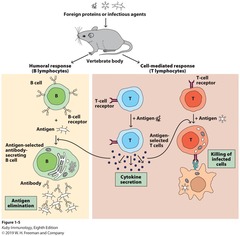 <p>To destroy invading pathogens and any toxic molecules they produce.</p>